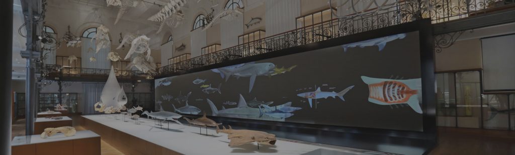 Mur d'images dans un musée d'océanographie