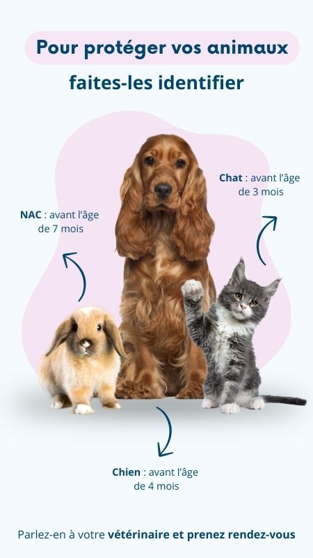 Exemple de campagne d'affichage dynamique dans une clinique vétérinaire